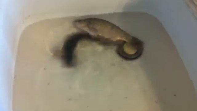 Буль-буль карасики))) мини-аквариум))) смотреть онлайн