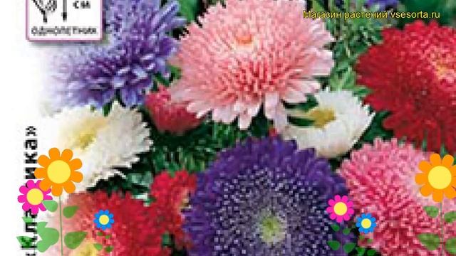 Астра китайская Бал принцесс. Краткий обзор, описание характеристик callistephus chinensis смотреть онлайн