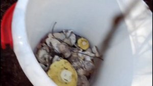 грибы после первых заморозков