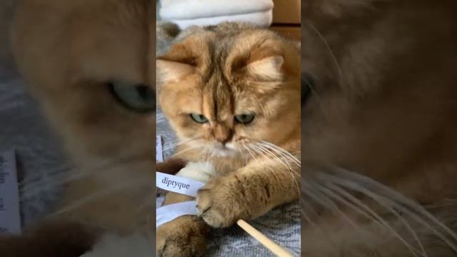 Золотые британские шиншиллы MimisolCats
