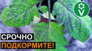 НЕ ПОТЕРЯЙТЕ СВОИ ТОМАТЫ! Признаки фосфорного голодания помидоров