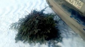 зимний лес, собираем веники из пихты, пьем чай