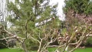 Курчавость персика, чем обработать. Цветение персика