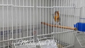 Гибриды щегол х канарейка самец и самка