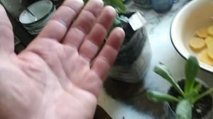 Когда поливать комнатные цветы