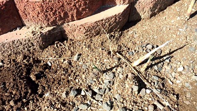 Yellow clumping bamboo second month May 2018 смотреть онлайн