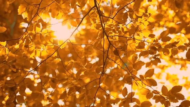 Peaceful Music, Relaxing Music, Instrumental Music, "September Song" by Tim Janis смотреть онлайн