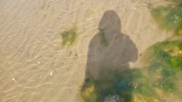 Обзор на морские сопли или водоросли мохнатые Белое море часть 6