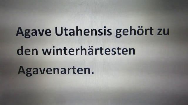 Winter HARDY AGAVE utahensis seeds growing hardy agave How to grow Agave in a cold climate plant смотреть онлайн