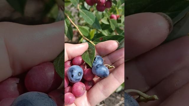 Красная голубика вкуснее синей. Сорт Пинк Лемонад.