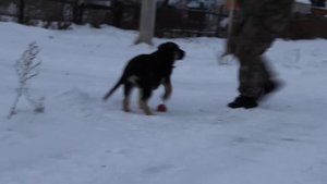 Дрессировка щенка ВЕО в 3 месяца через игру | Омская Дружина Фиалка