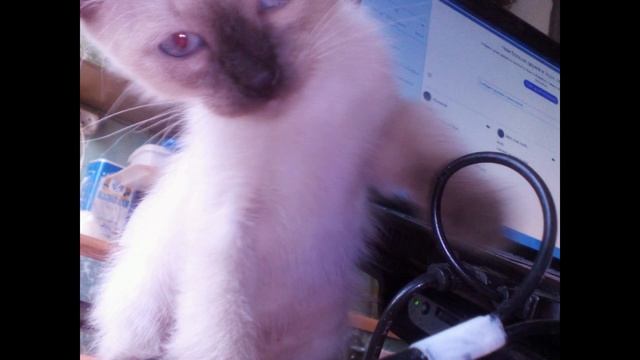 Сиам, убийца ноутбука. Siam, the laptop killer. смотреть онлайн