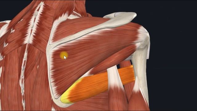Большая круглая мышца (m.teres major) 3D Анатомия