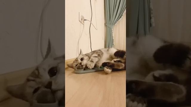 Лакомство для кошек 4 в 1! Леденец + 3 шарика. Конфета + игрушка! смотреть онлайн