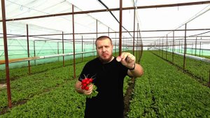 Секрет ВКУСНОЙ РЕДИСКИ зимой|Лучшие стимуляторы для редиса