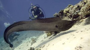 Amazing diving in Hurghada. 20.08.2024 Ⓒ Fawzi Shahen