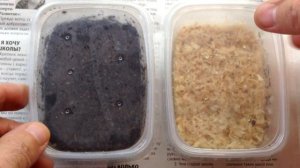 ?  Рододендрон из семян. | Часть 1.  Посев. Всходы.