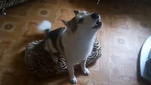 Хаски поет, лает и рычит.