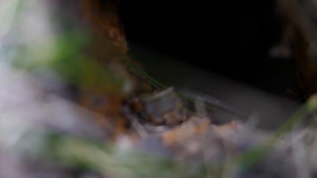 Что ВНУТРИ НОРЫ ЗЕМЛЯНЫХ ОС? смотреть онлайн