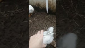 Определение пола у цыплят в 2 месяца?