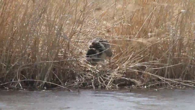выпь большая смотреть онлайн