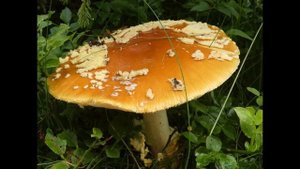Amanita regalis