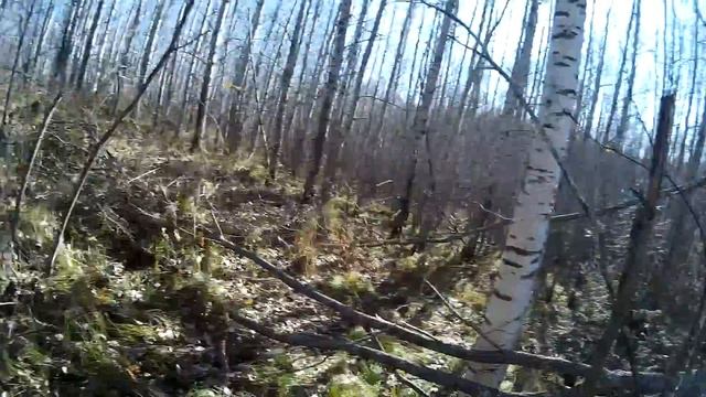 Охота. Экшн без монтажа #9. За рябчиком с подхода. Тяжёлый подранок. Hunting in russia смотреть онлайн