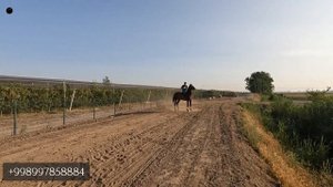 КРАСАВЧИК СОТИЛАДИ! ОНЛАЙН ОТ БОЗОР! ОНЛАЙН КОННЫЙ РЫНОК!