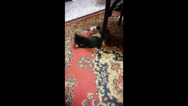 Котята бесплатно от турецко-ванской кошки