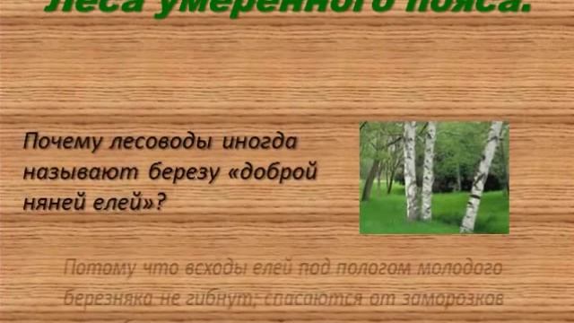 Леса умеренного пояса 8 класс презентация домогацких