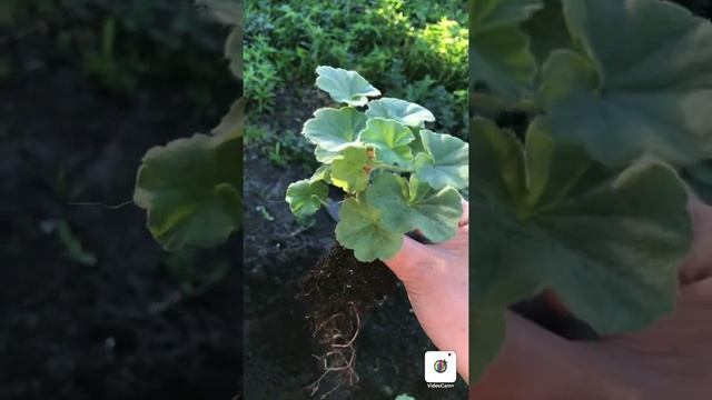 Высадка цветов на дачу . Пеларгония в открытом грунте . Пеларгония в саду смотреть онлайн