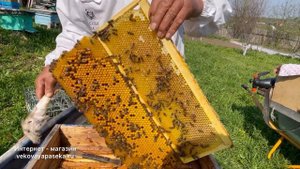 Процесс сбора трутневого гомогената на нашей пасеки. Какой трутневый расплод мы срезаем