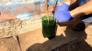 Высадка чубуков (саженцев) винограда.