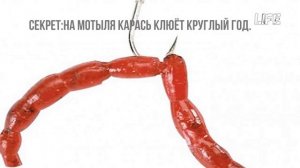 Как ловить карася в августе? На что ловить карася в августе? Где ловить карася в августе?