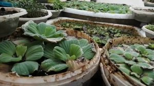 Растения для пруда! Как сохранить зимой? Мои водники в январе!