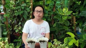 How To Propagate Pothos