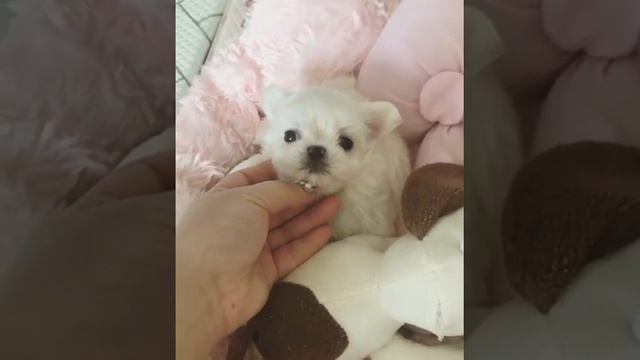 Maltese Dog Breeds [  Toy ??  ]