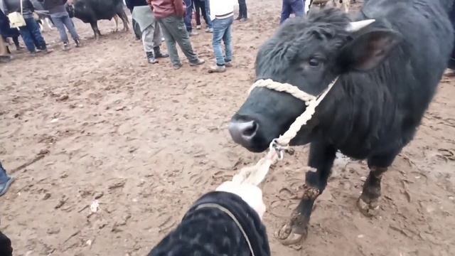 SAMARQAND PASTDARG'OM JUMA MOL BOZORI САМАРКАНД ПАСТДАРГОМ ЖУМА МОЛ БОЗОРИ