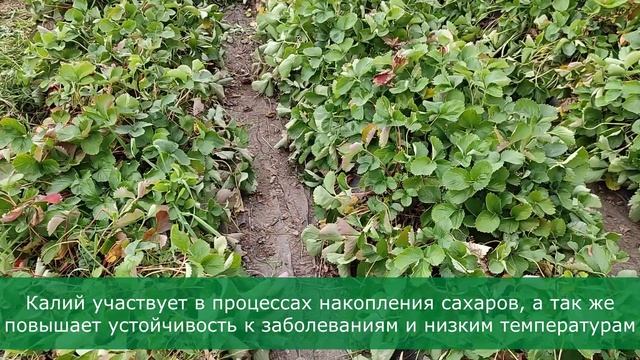 Клубника уходит в зимовку / Когда прекратить поливы? Плюс финальная подкормка / Огород дяди Вовы смотреть онлайн