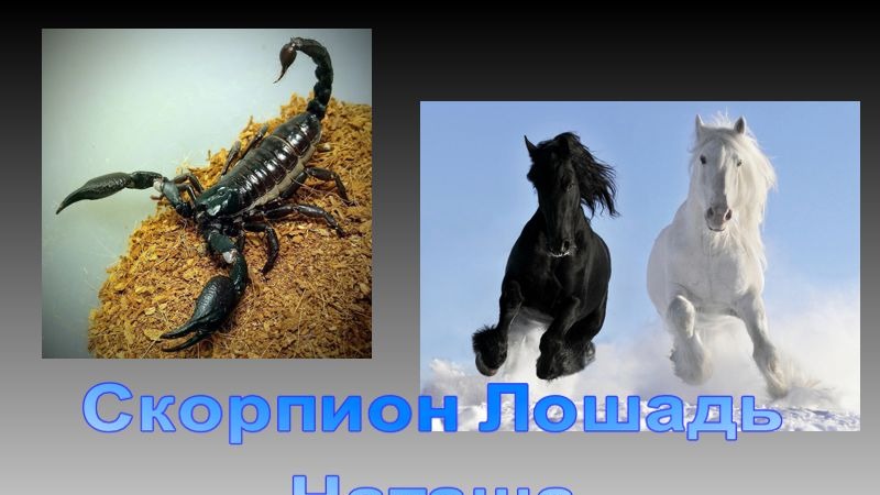 Скорпион и лошадь мужчина. Конь Скорпион. Скорпионов лошадок. Женщина Скорпион лошадь.