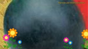 Арбуз Огонёк (Арбуз Ogonek). Краткий обзор, описание характеристик, где купить семена Ogonek