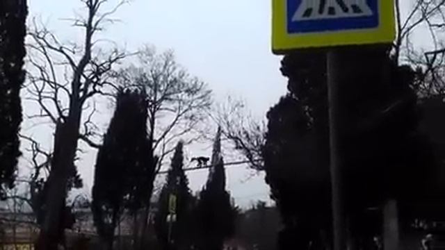 В Ялте ловили обезьяну, сбежавшую из зоопарка 