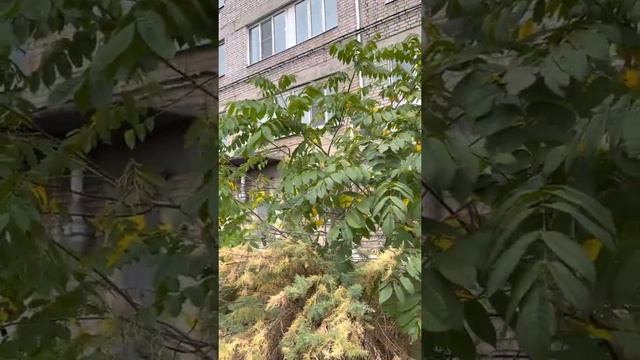 Орех маньчжурский, питомник Велес г Чита. Морозостойкость -48 С смотреть онлайн