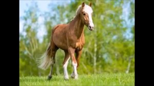 рассказ о животных которые спасли людей