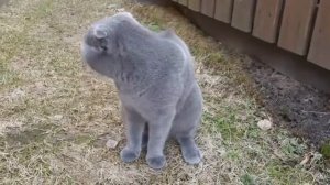 Смешной и милый кот разговаривает Cat to talk британец