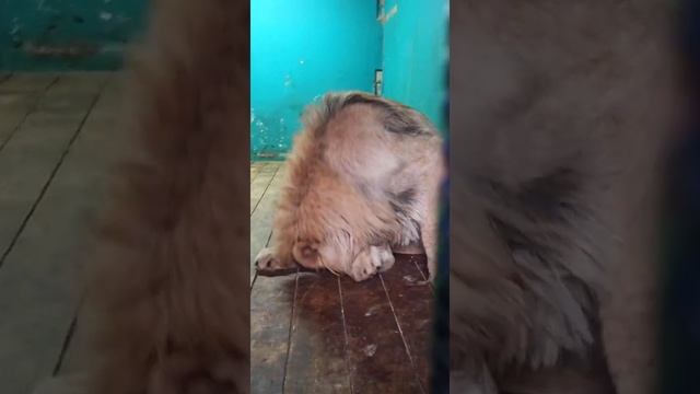 Прямой эфир из приюта "Спаси меня" от 6.02.21 года. Часть 10 смотреть онлайн