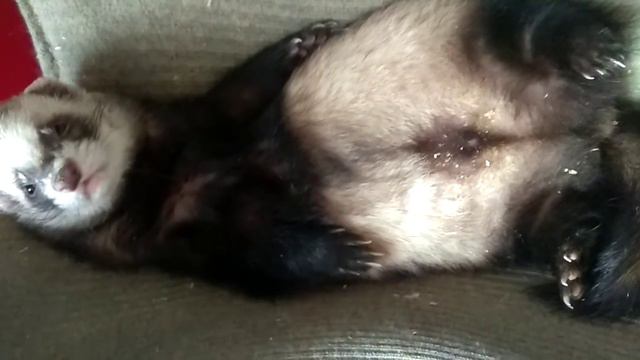 Хорёк Игорёк смотреть онлайн