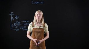 БИОЛОГИЯ 6 класс: Соцветия