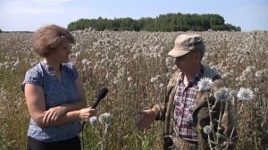 Агротехника медоносов. Мордовник.