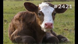 #2421. Коровы и буйволы (В мире животных)